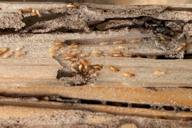 Best Pest Removal Services  in Lake Forest, IL